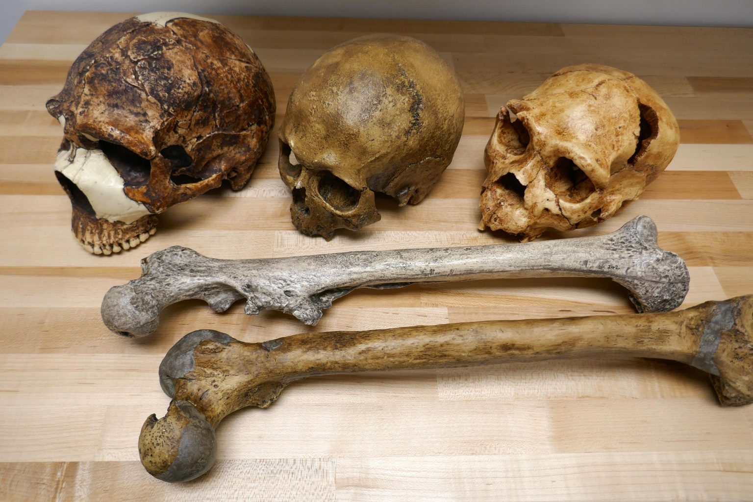 Pleistocene Human Fossils Size Variation 1536x1024 Skulls Left Amud 1 Neanderthal 55000 years ago ~1750 cm³ Middle Cro Magnon Homo sapiens 32000 years ago ~1570 cm³ Right Atapuerca 5 Middle Pleistocene Homo 430000 years ago ~1100 cm³ Femora Top Middle Pleistocene Homo Trinil 540000 years ago ~50 kg Bottom Neanderthal La Ferrassie 1 44000 years ago ~90 kg Credit Manuel Will Simplyforensic