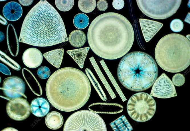 images 6 Diatoms Simplyforensic