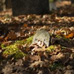 photo 1604818262289 5456de5d851a graveyard Simplyforensic