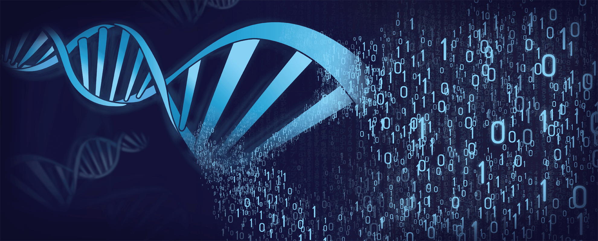 R DNA Strand Simplyforensic