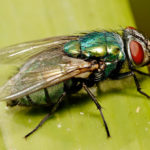 Blow flies can be used as chemical sensors for detection of chemical warfare agents Simplyforensic