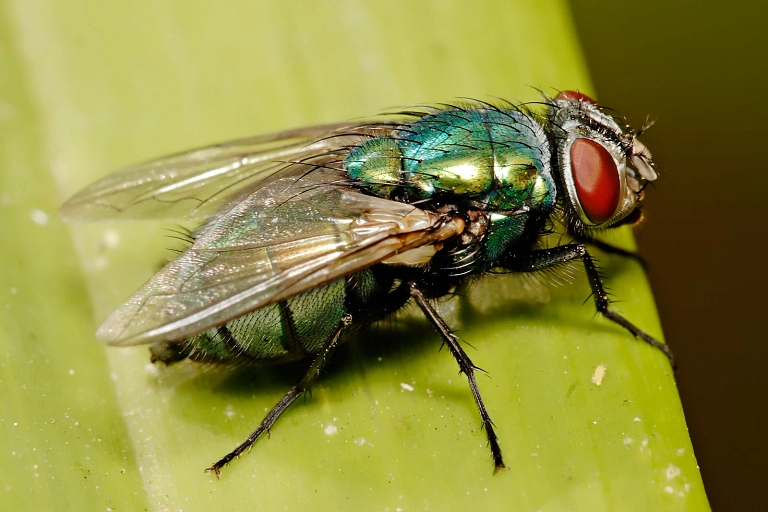 Blow flies can be used as chemical sensors for detection of chemical warfare agents Simplyforensic