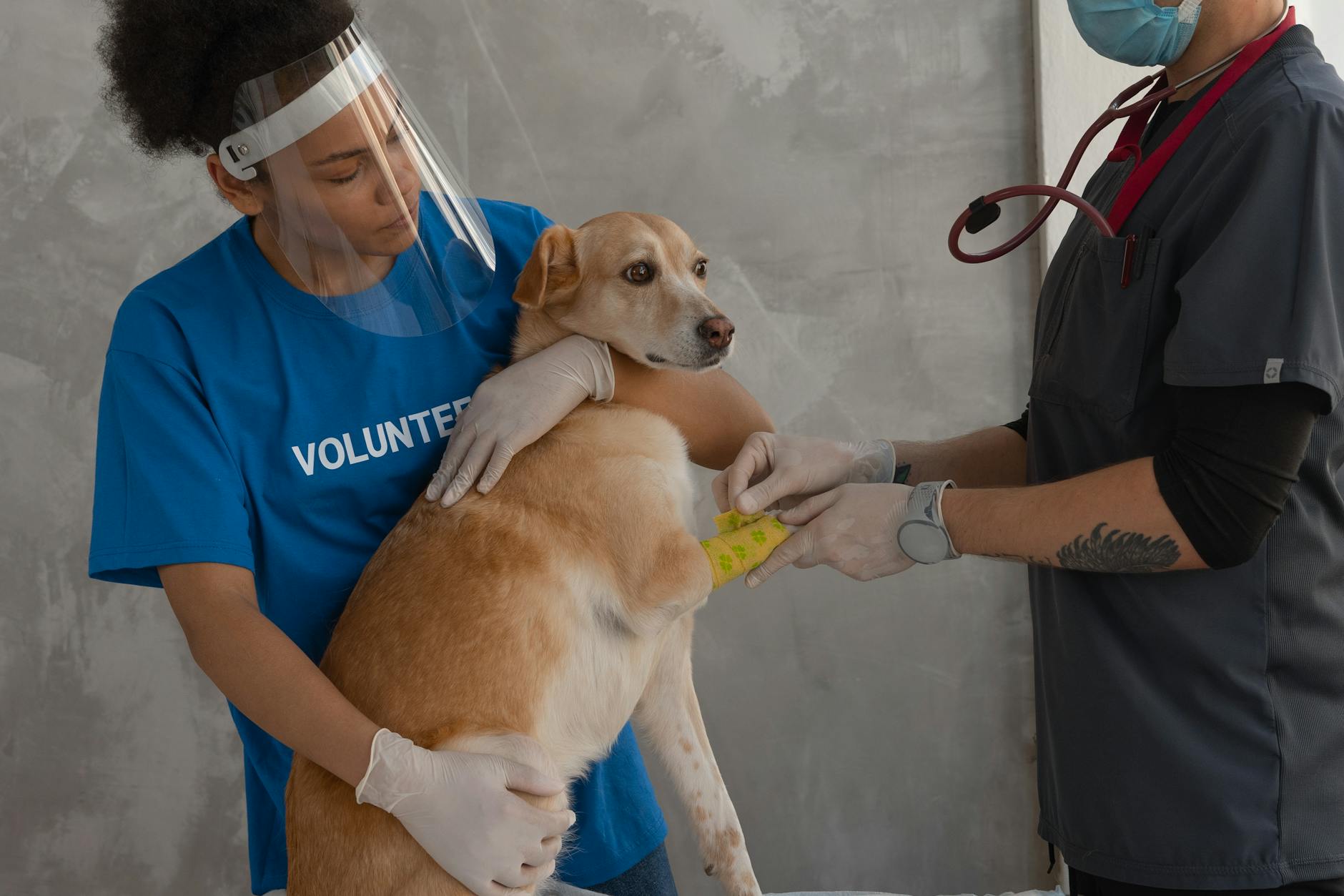 person putting bandage on the dog s hand