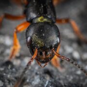 Pexels Photo 1101204 macro shot photography of insect head Simplyforensic