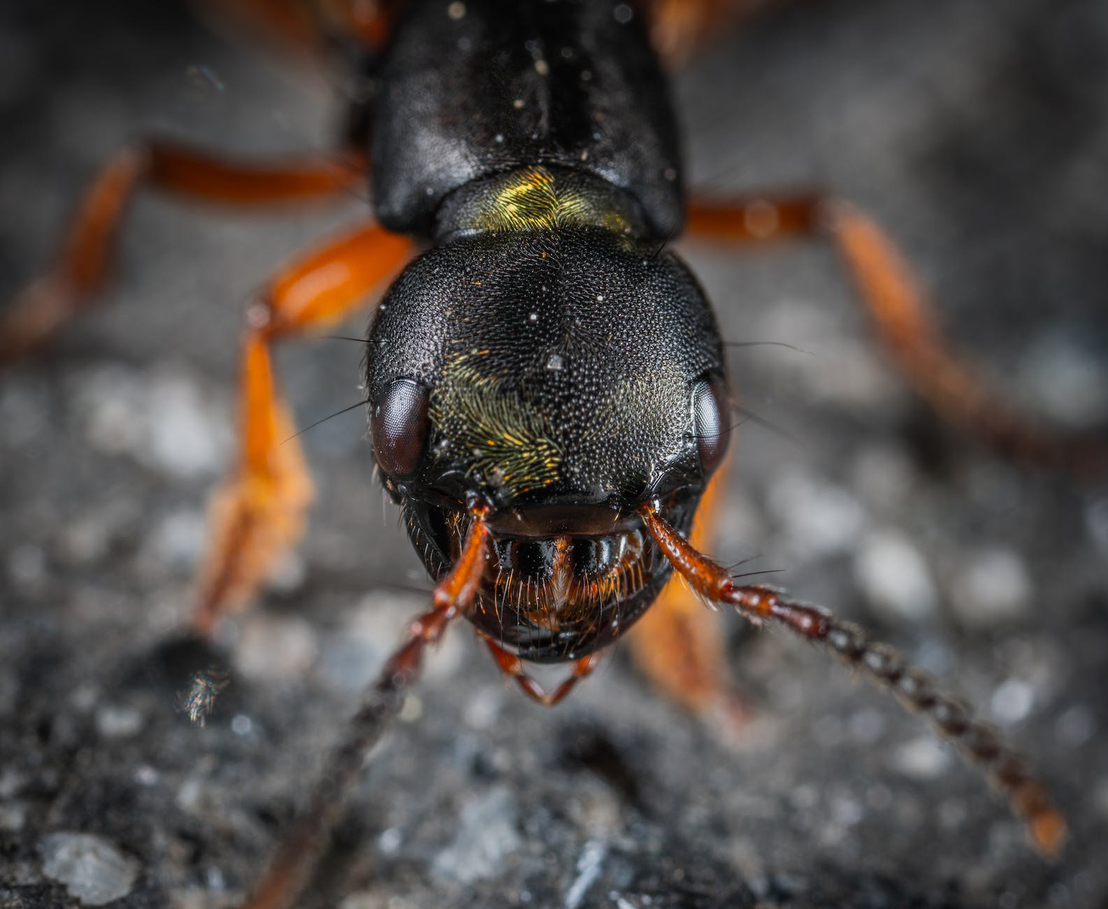 Pexels Photo 1101204 macro shot photography of insect head Simplyforensic