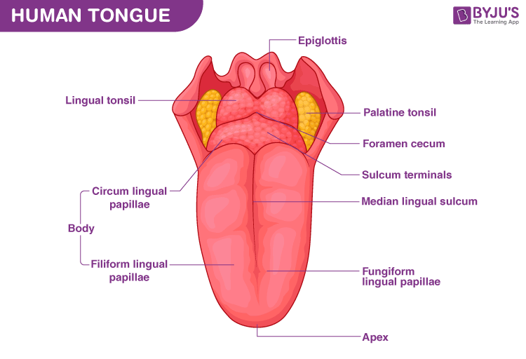 Human Tongue Diagram