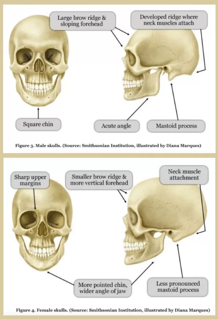 The Smithsonians The Secret In The Cellar Webcomic Explains The Differences That Are Most Commonly Found Between Male And Female Facial Structure 1