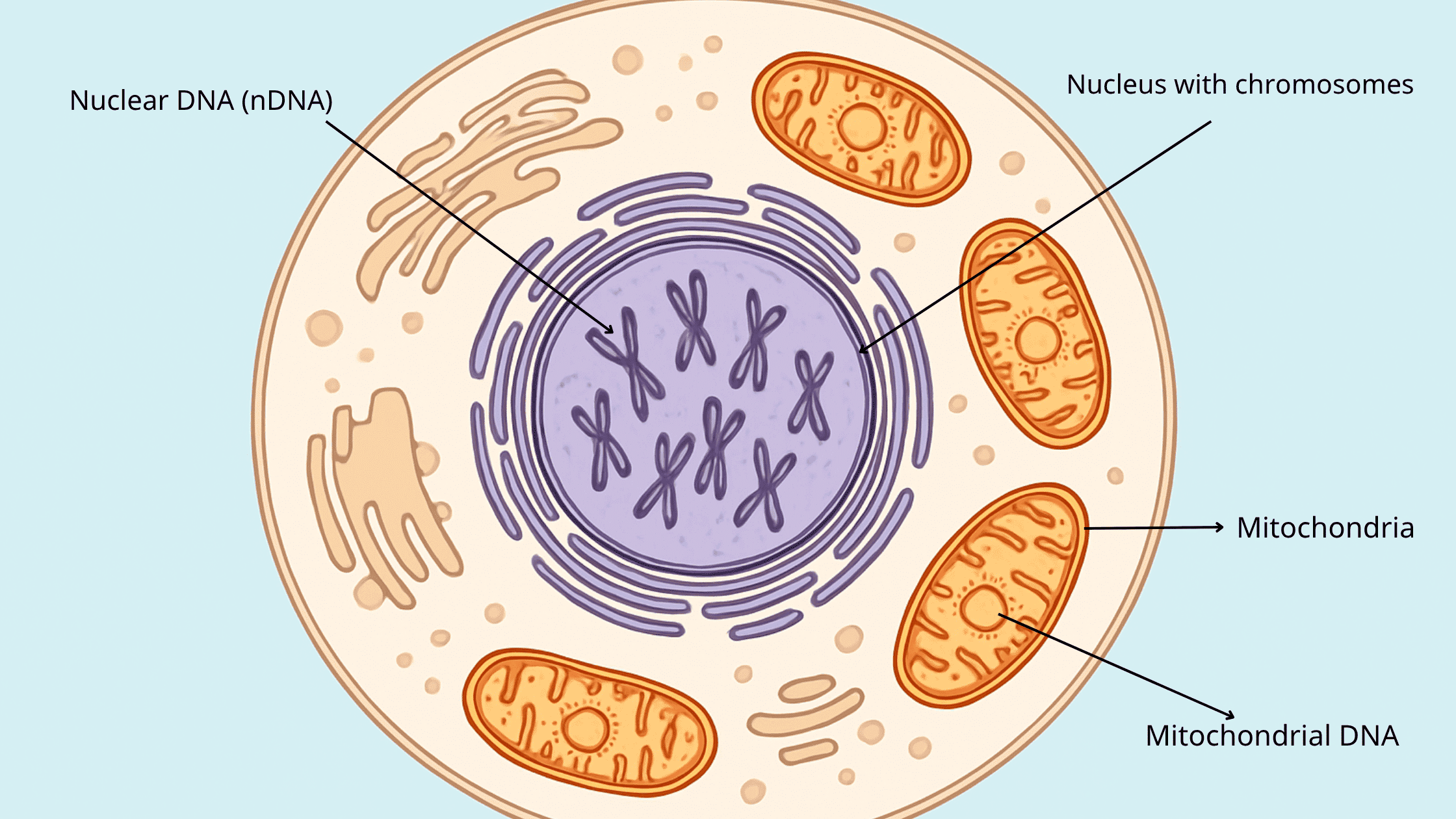 Illustration of a cell showing the nucleus containing chromosomes nuclear DNA and mitochondria containing circular DNA mitochondrial DNA