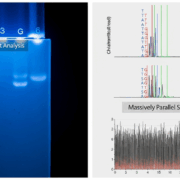 SNaPshot vs MPS for Forensic DNA Analysis Comparative analysis of SNaPshot and Massively Parallel Sequencing MPS for forensic body fluid identification using DNA methylation markers Simplyforensic